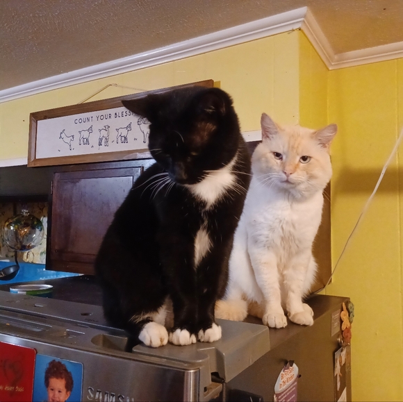 Meet your Posher, Mary - Picture 12 of 16